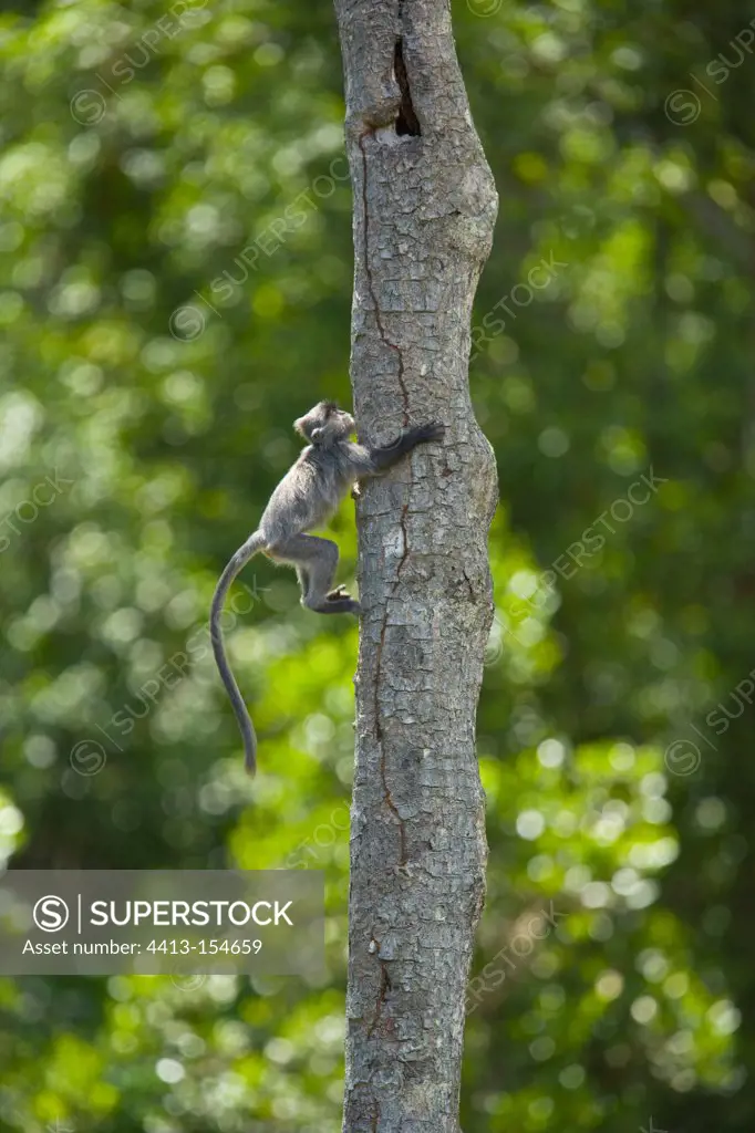 Silvered langur on a trunk Labuk Bay Borneo