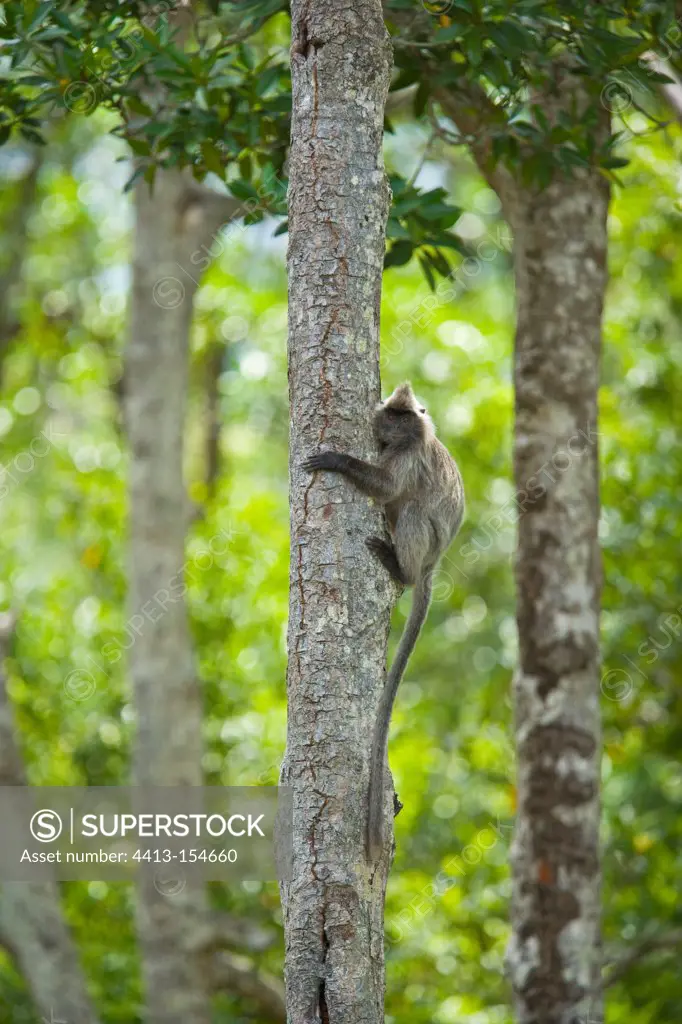 Silvered langur on a trunk Labuk Bay Borneo