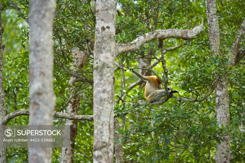 Proboscis monkey sitting on a branch Labuk Bay Borneo