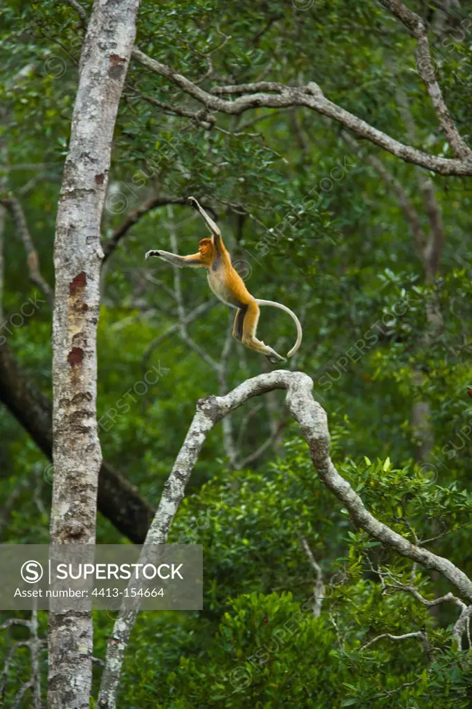 Proboscis monkey standing on a branch Labuk Bay Borneo
