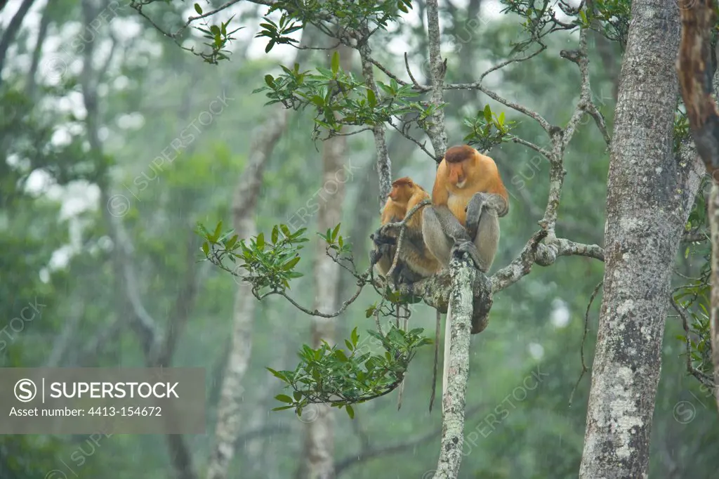 Couple proboscis monkeys on a branch Labuk Bay Borneo