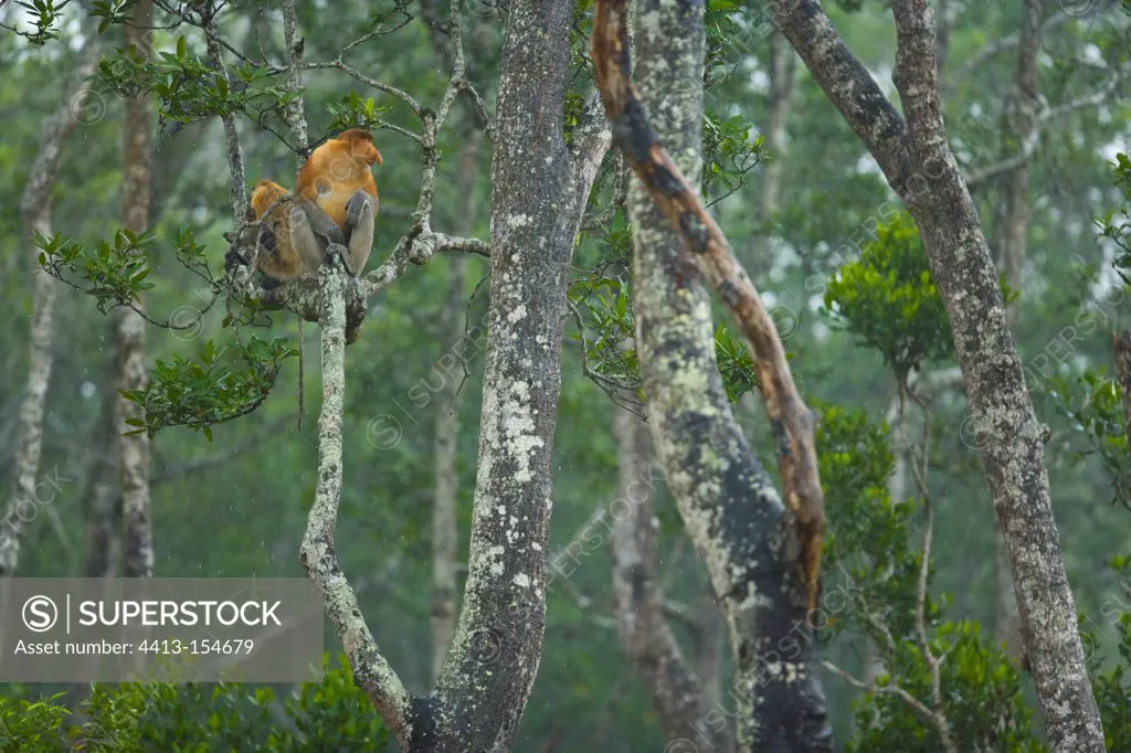 Proboscis monkey male on a branch Labuk Bay Borneo