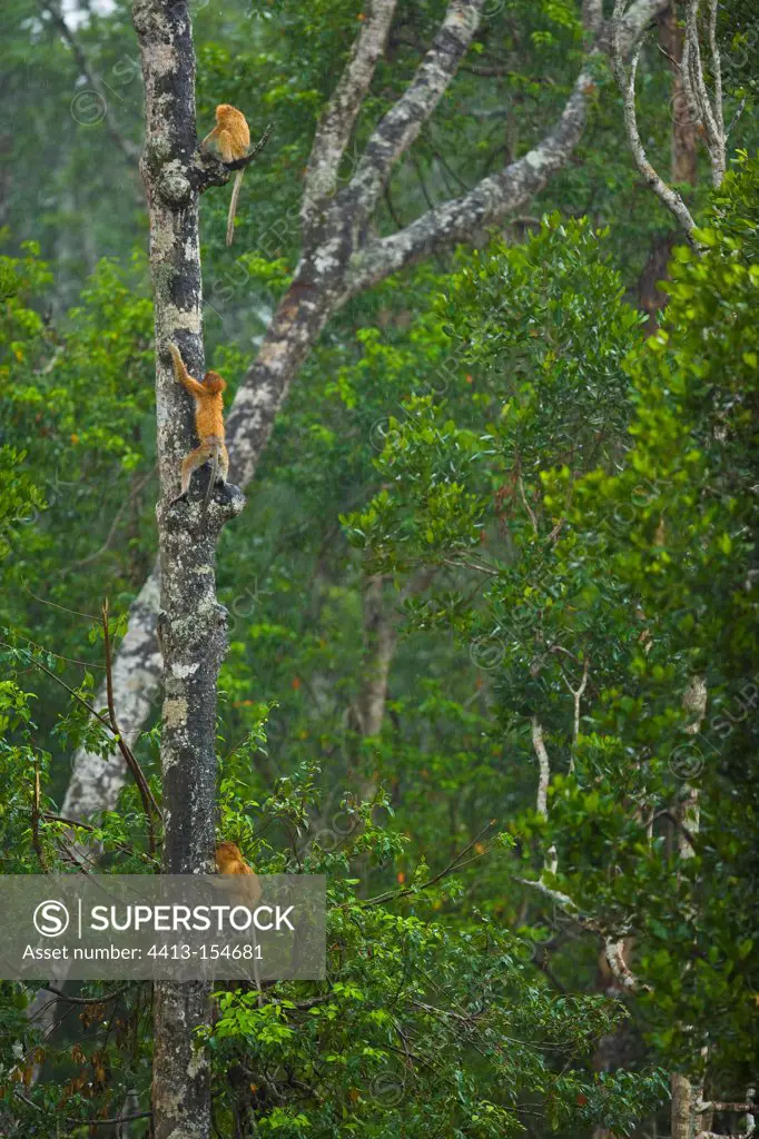 Proboscis monkeys climbing trees Labuk Bay Borneo