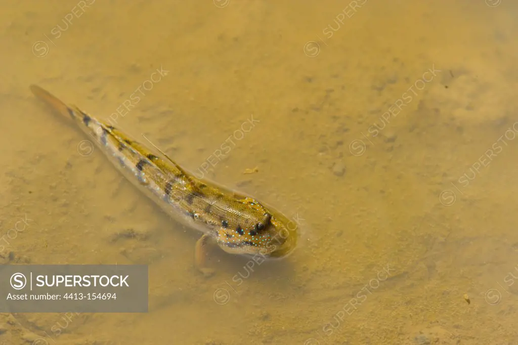 Mudskipper in water Labuk Bay Borneo Malaysia