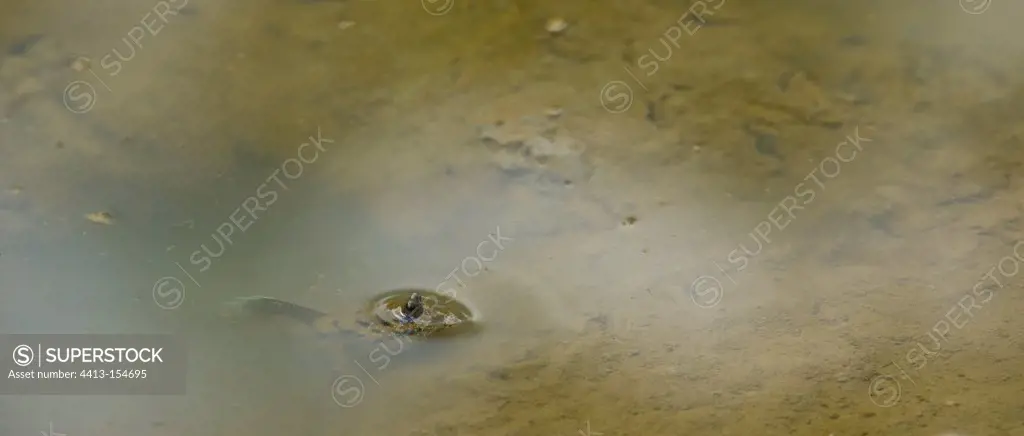 Mudskipper in water Labuk Bay Borneo Malaysia