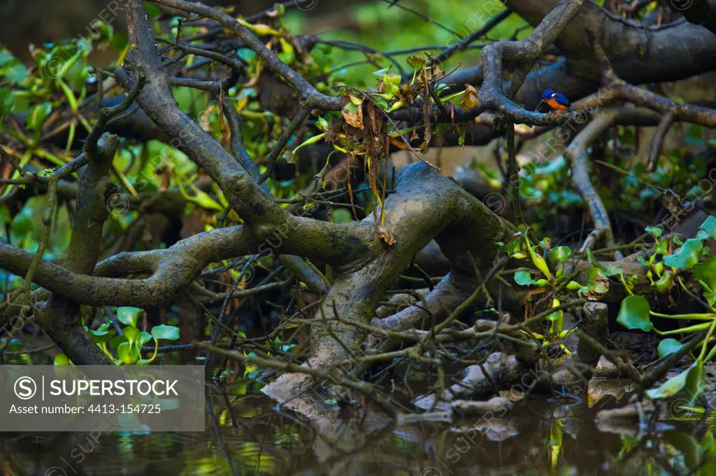 Blue eared kingfisher on bank River Kinabatangan Borneo