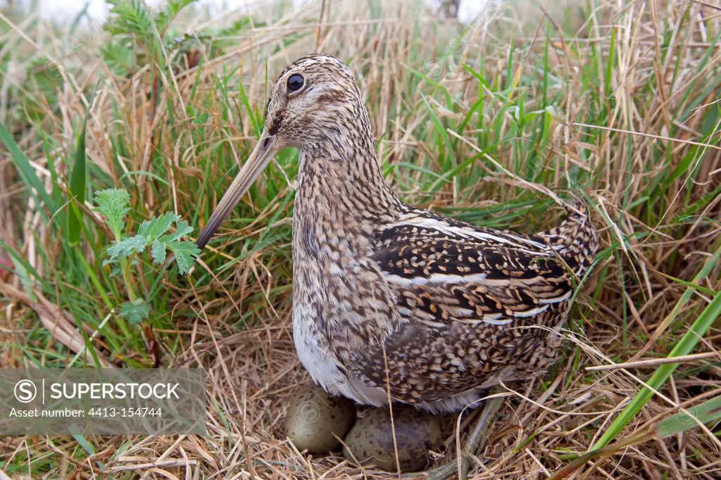 South American Snipe at nest in the Falklands