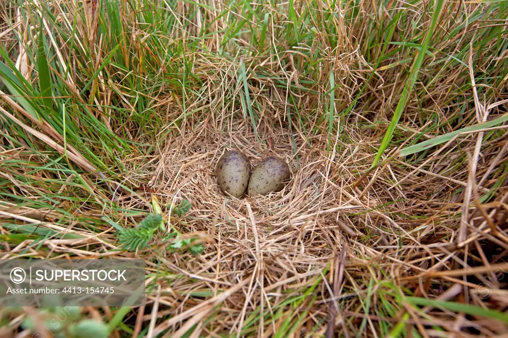 Eggs of South American Snipe at nest in the Falklands