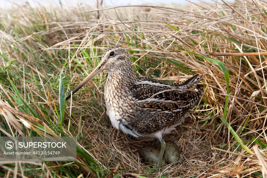 South American Snipe at nest with eggs in the Falklands