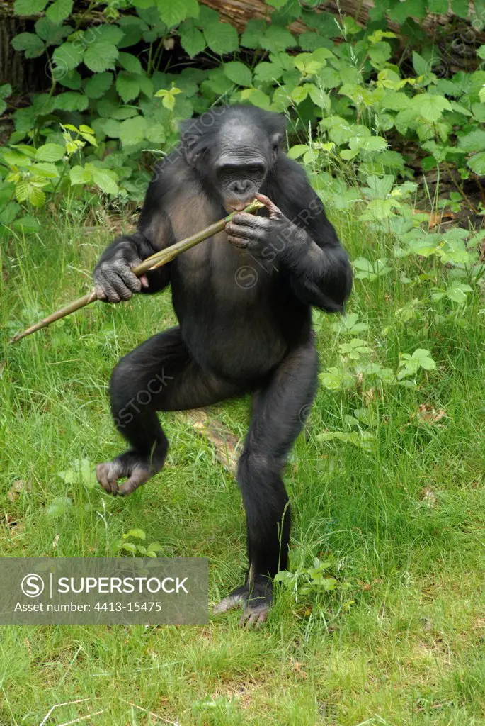Bonobo upright holding a branch Zoological gardens of Apenheul