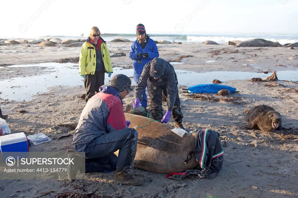 Examination and marking of a Southern Elephant Seal