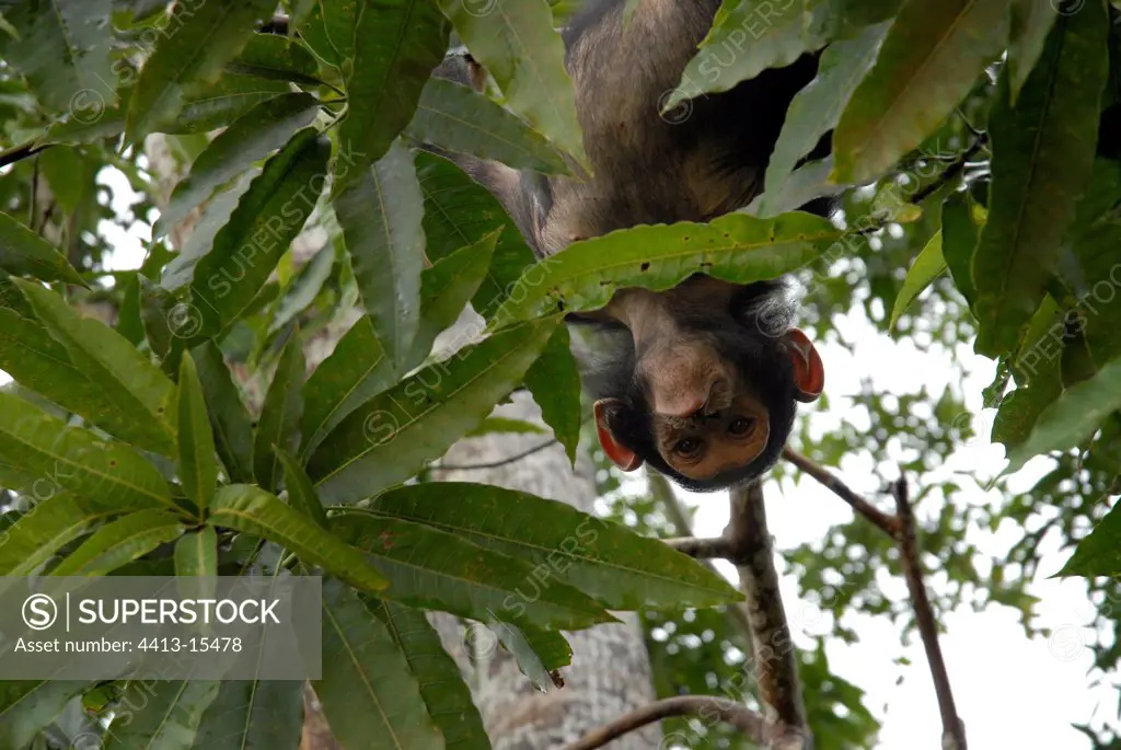 Grimace of a young chimpanzee suspended in a tree