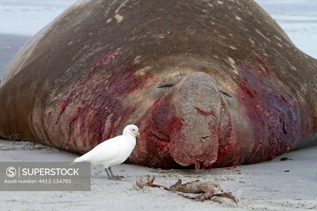 Southern Elephant Seal male on a beach in the Falklands