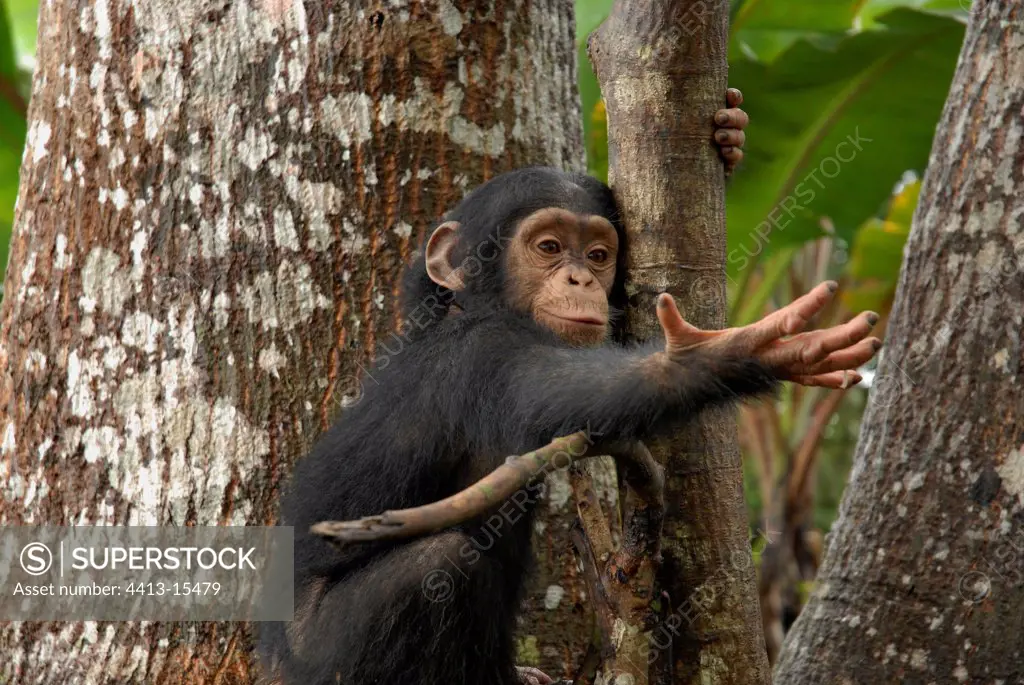 Young Chimpanzee fixed on a tree tightening the hand