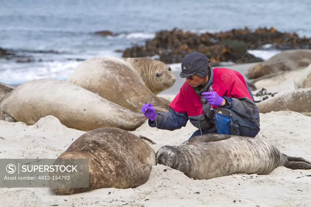 Examination and marking of a Southern Elephant Seal Falklands