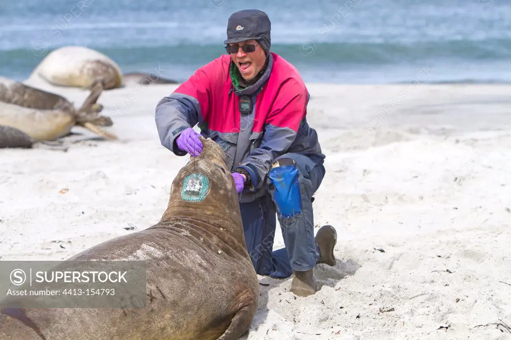 Examination and marking of a Southern Elephant Seal Falklands