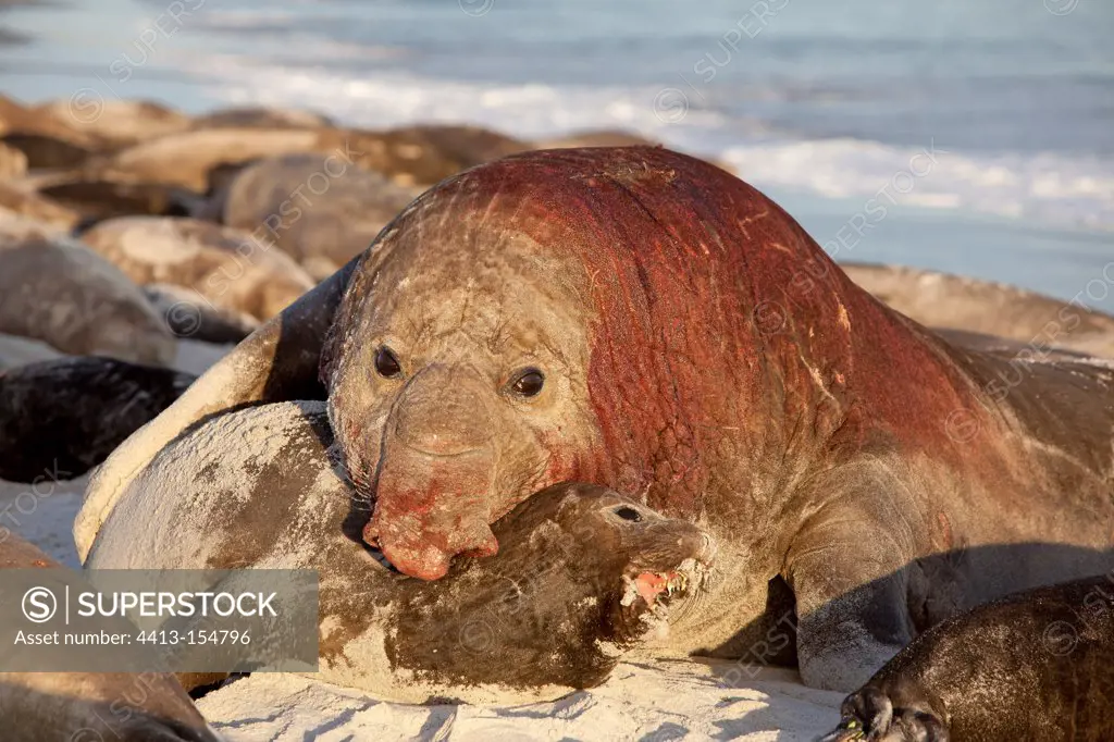 Southern Elephant Seal mating on the beach at Faklands