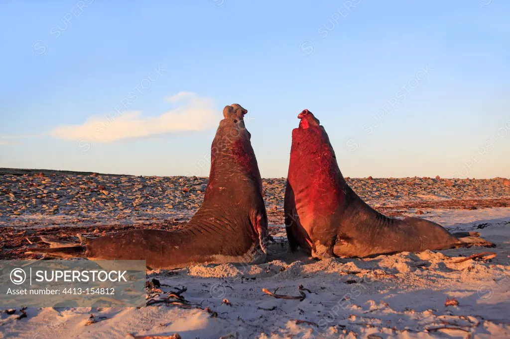 Southern Elephant Seal male fighting on the beach Faklands