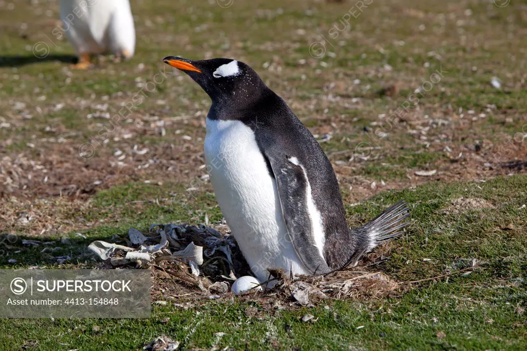 Gentoo Penguin on its nest at Faklands