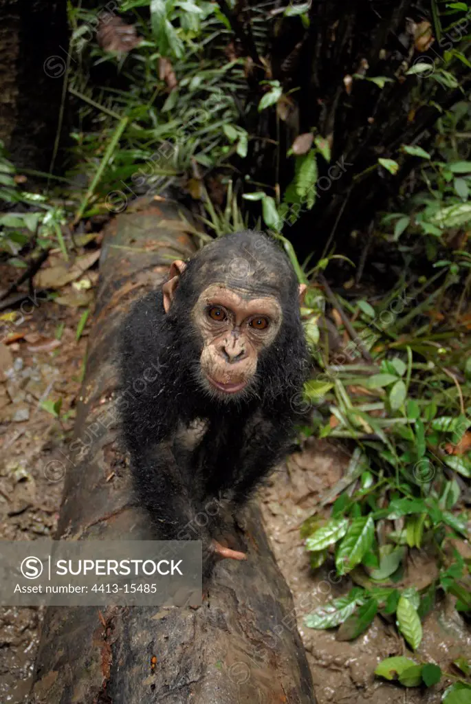 Young 2 year old Chimpanzee full of mud on a trunk