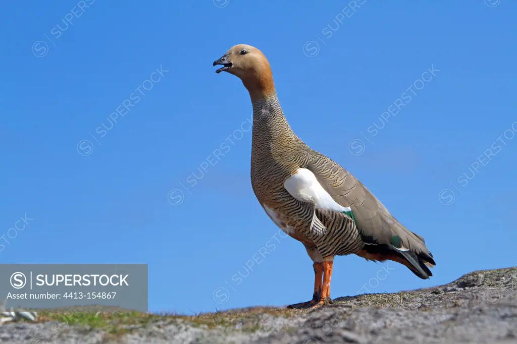 Upland Goose female in the Falklands