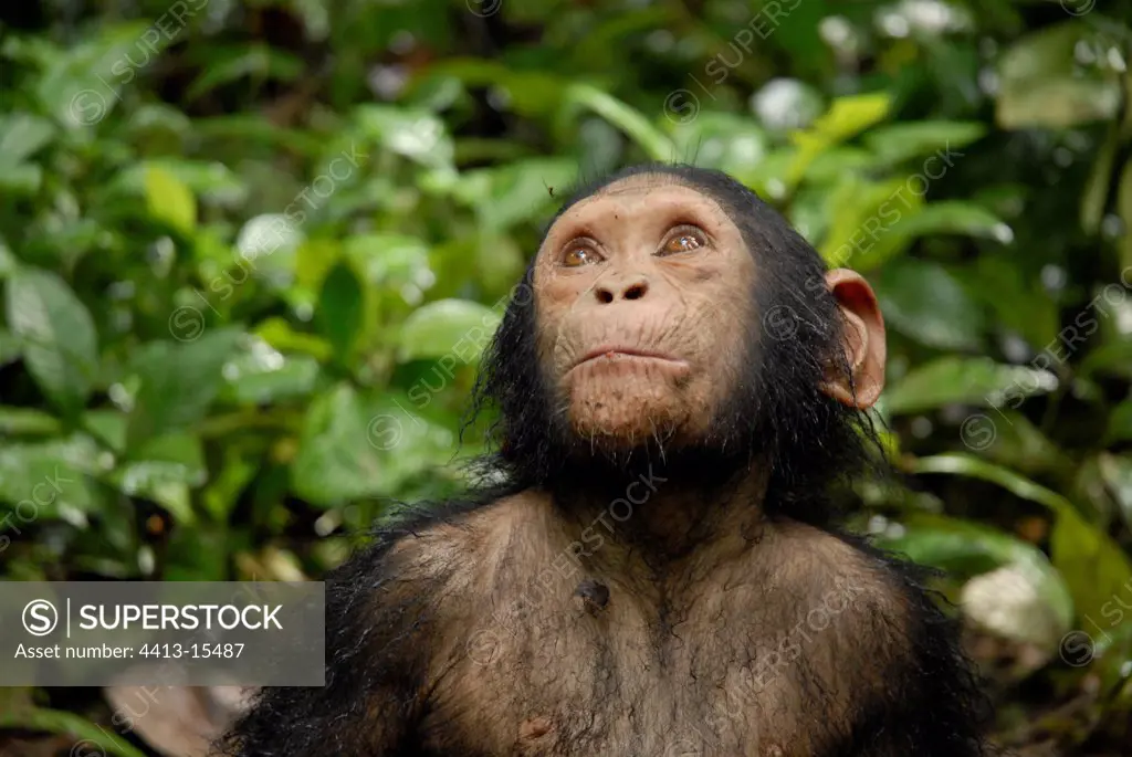 Young Chimpanzees looking at upwards