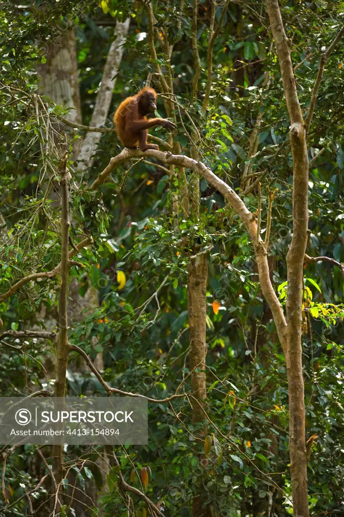 Orang utan on a branch Danum valley Borneo