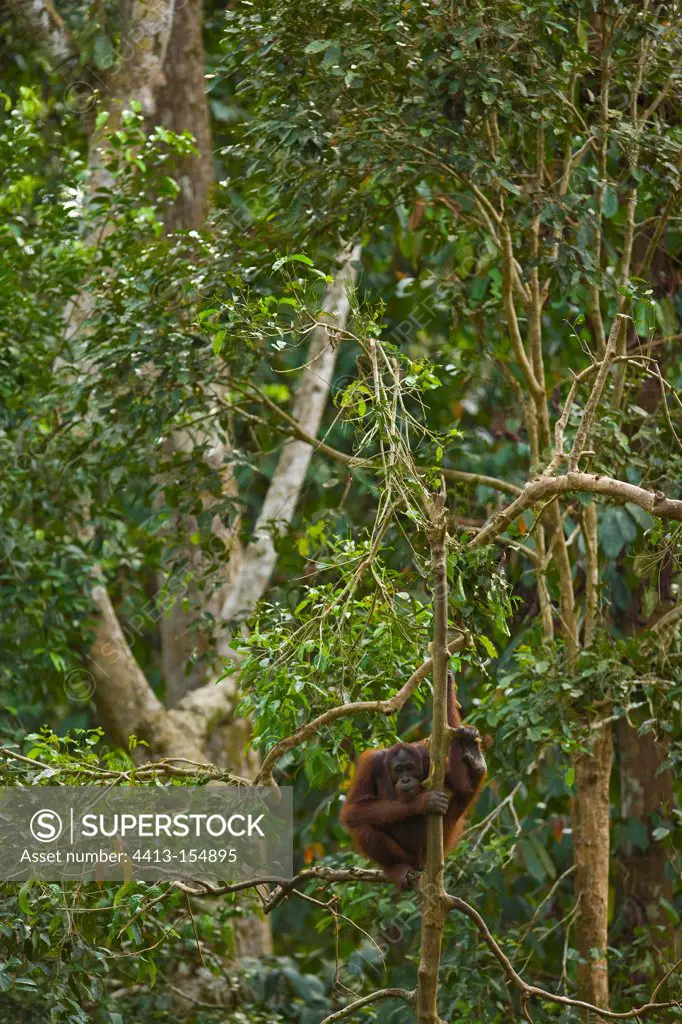 Orang utan on a branch Danum valley Borneo