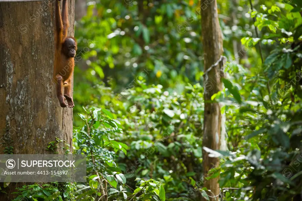 Orangutan hanging from a branch Borneo Danum Valley