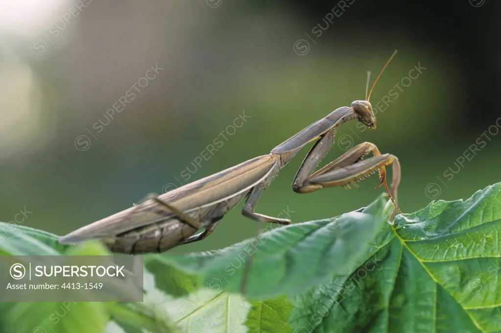 Wart-biter cricket on foliageFrance
