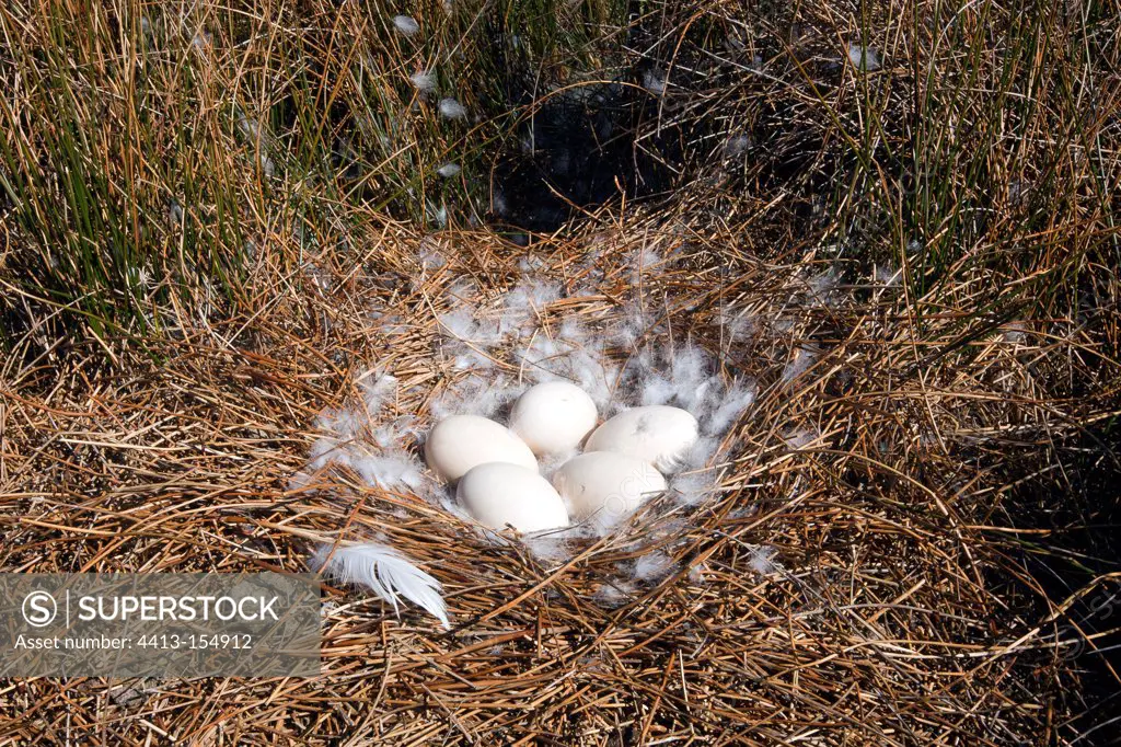 Nest of Black-necked Swan on Pebble Island in the Falklands