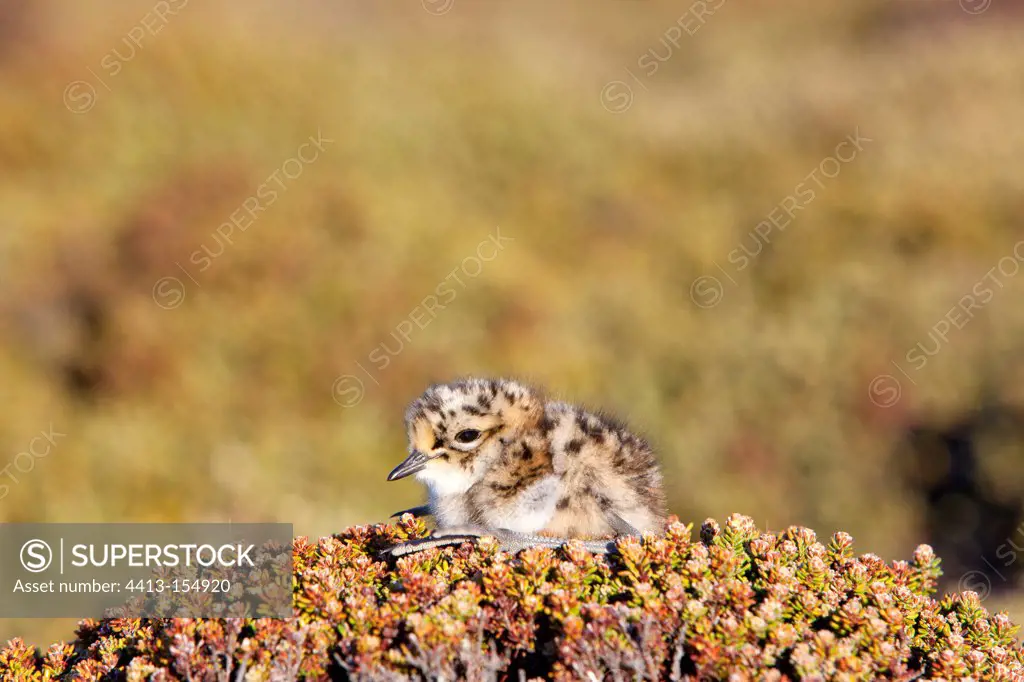Rufous-chested Plover chick in the Falklands