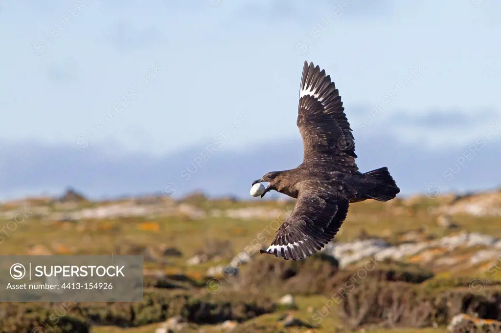 Southern Skua with a pinguin egg at Falklands