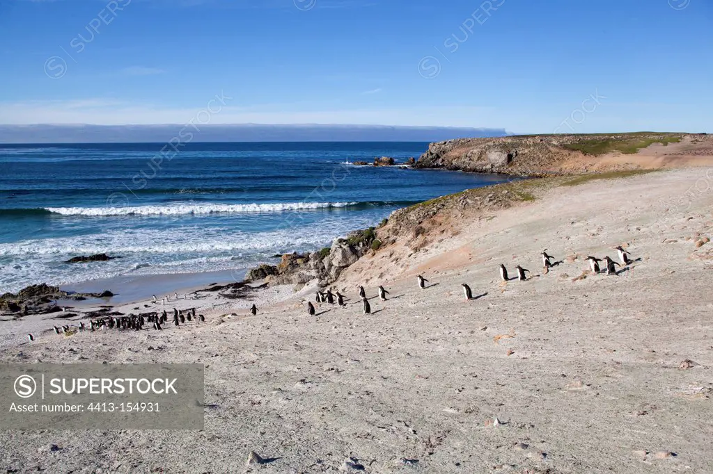 Colony of Gentoo Penguins on the Pebble island Faklands