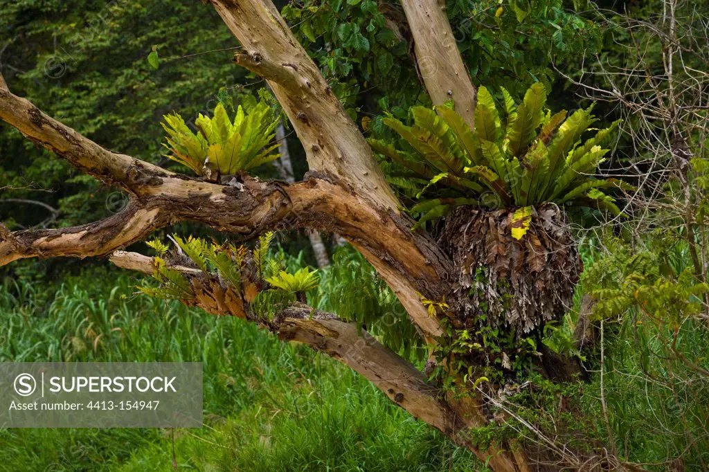 Epiphytic ferns growing on rainforest tree Borneo Malaisie