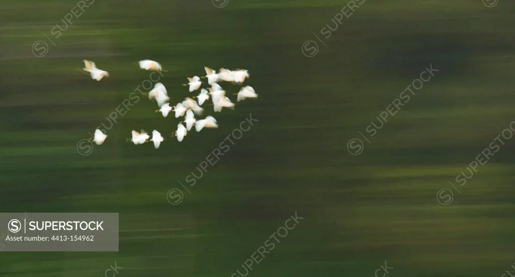 Waders flight above the Sungai Kinabatangan river Borneo
