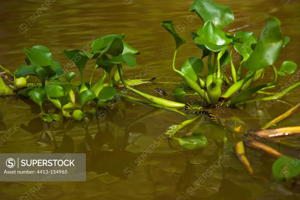 Mangrove snake swimming Kinabatangan river Borneo
