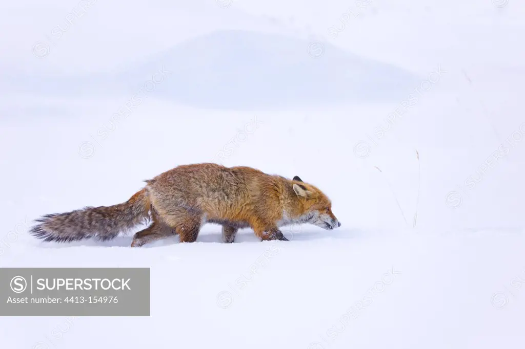Red fox in the snow Gran Paradiso Alps Italy