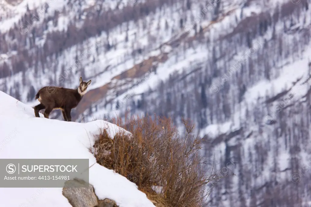 Chamois in the snow Gran Paradiso NP Italy Alps