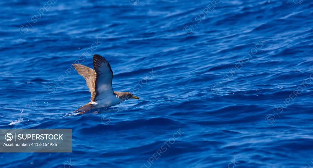 Cory's Shearwater flying away Isla de Pico Azores