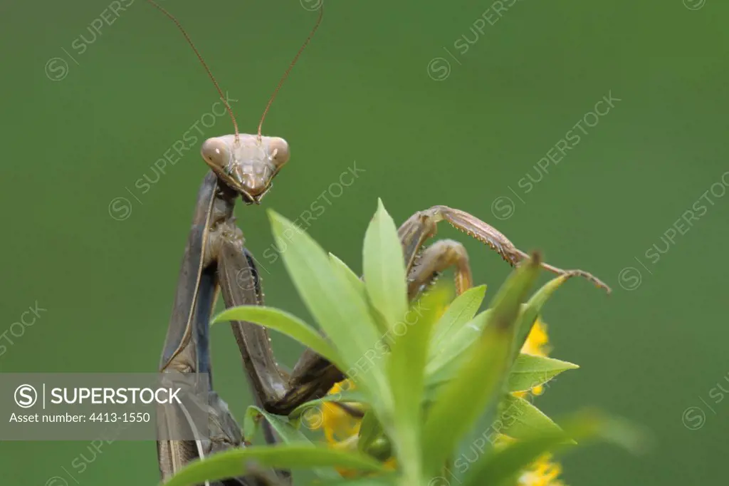 Wart-biter cricket on foliageFrance