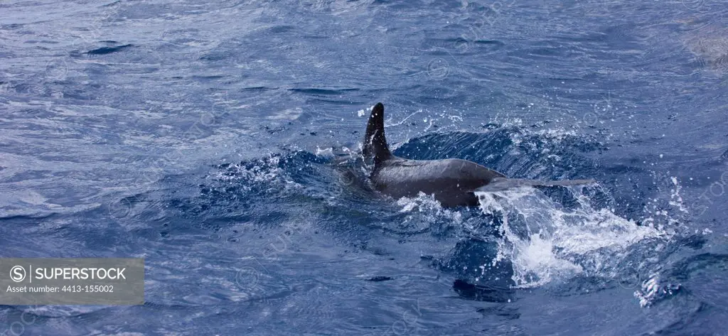 Short-beaked Common Dolphin swiming at surface Azores