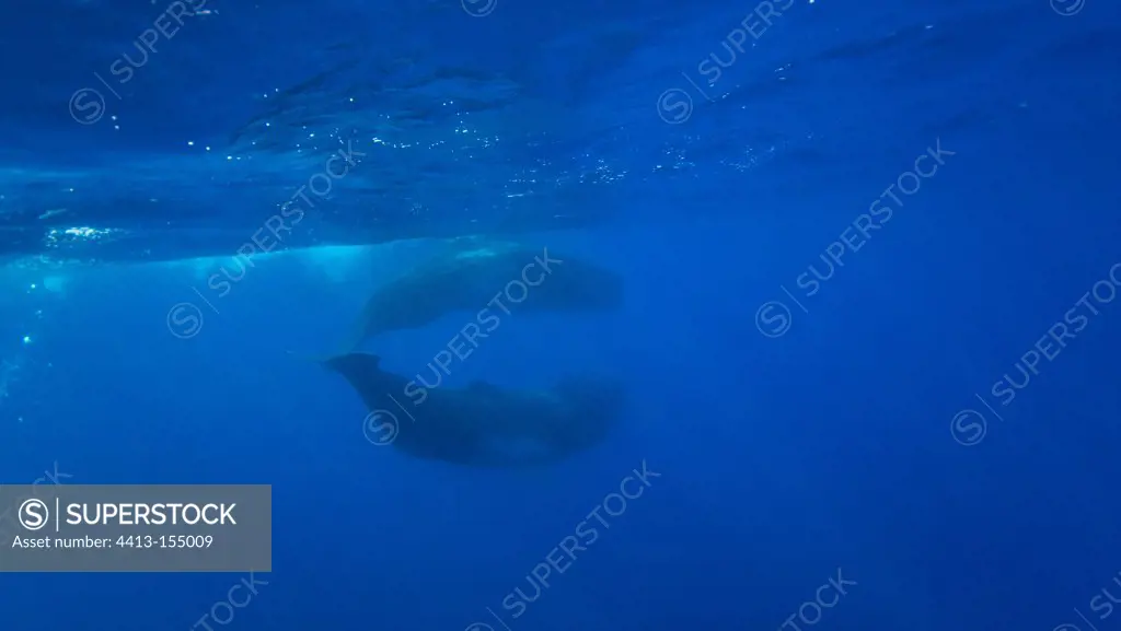 Sperm whales swimming under the surface Azores