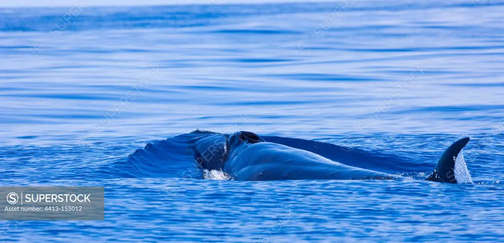 Sei Whale swimming to the surface Azores
