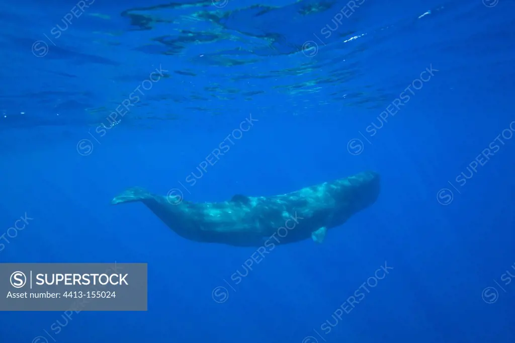 Sperm whale swimming under the surface Azores