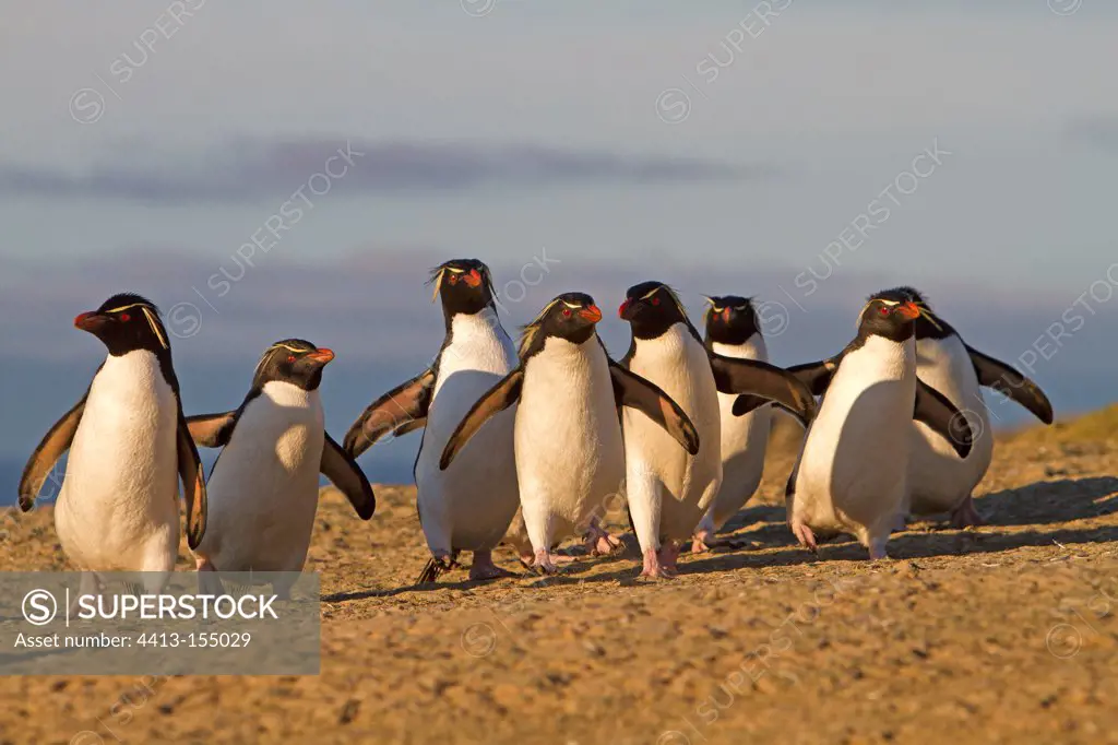 Sub-Antarctic rockhopper penguins in the Falklands