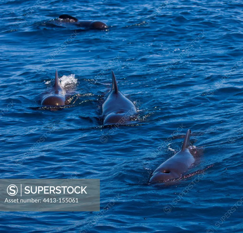 Pilot whales swimming on the surface PN Estrecho Spain