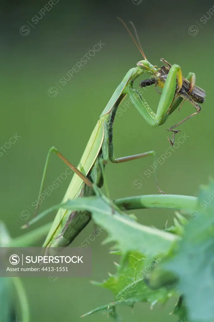 Wart-biter cricket eating a brown grasshopper France