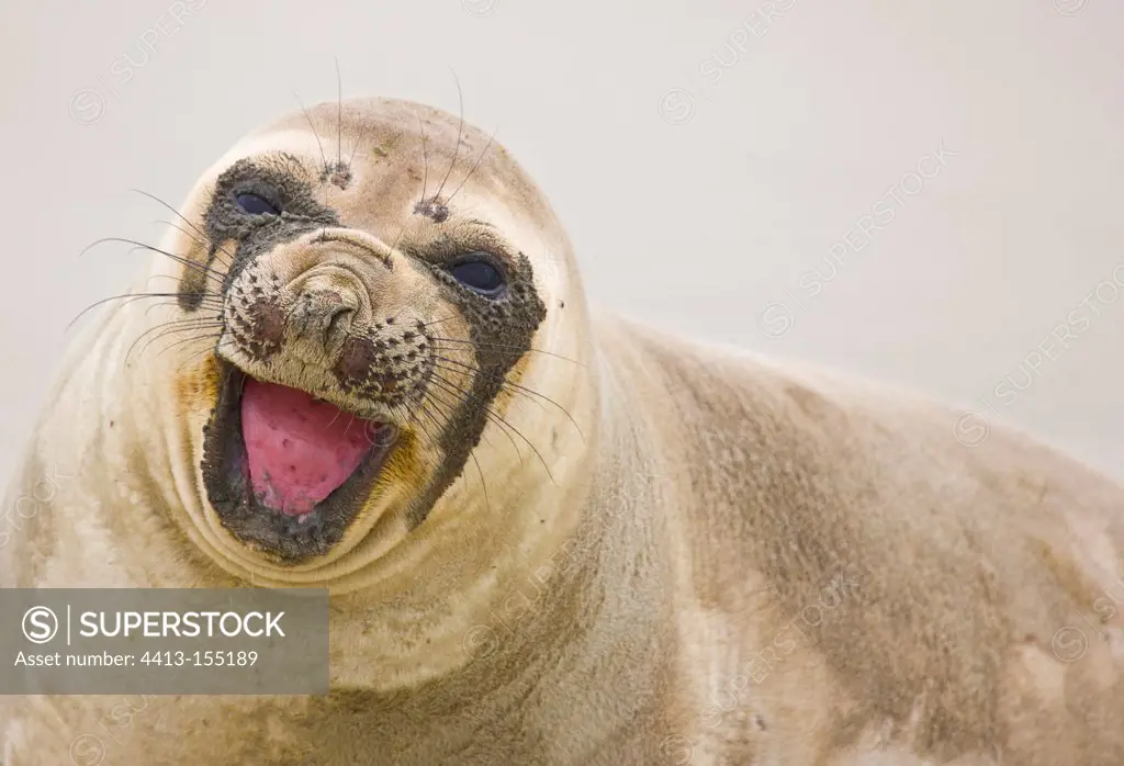 Portrait of female Elephant Seal Peninsula ValdesArgentina