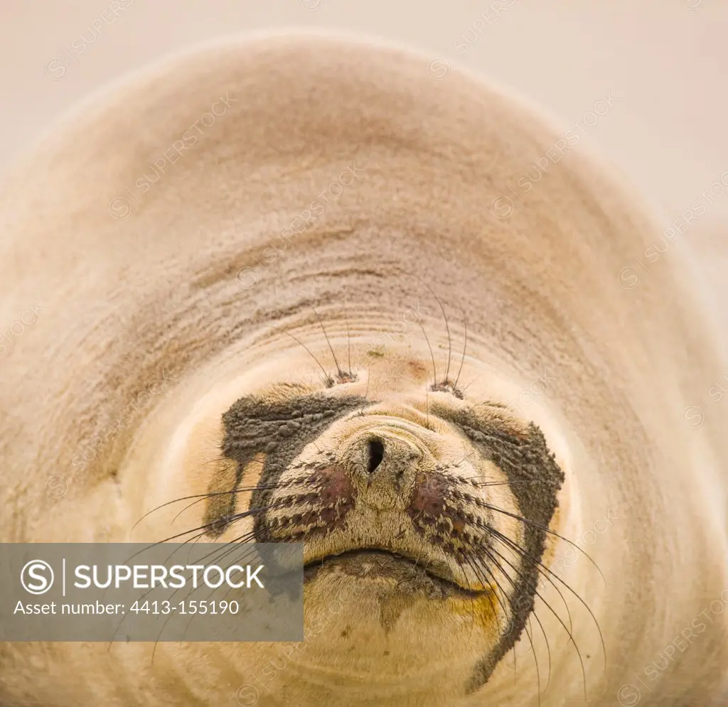 Portrait of female Elephant Seal Peninsula ValdesArgentina